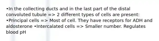 •In the collecting ducts and in the last part of the distal convoluted tubule => 2 different types of cells are present: •Principal cells => Most of cell. They have receptors for ADH and aldosterone •Intercalated cells => Smaller number. Regulates blood pH