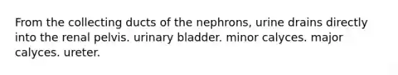 From the collecting ducts of the nephrons, urine drains directly into the renal pelvis. <a href='https://www.questionai.com/knowledge/kb9SdfFdD9-urinary-bladder' class='anchor-knowledge'>urinary bladder</a>. minor calyces. major calyces. ureter.