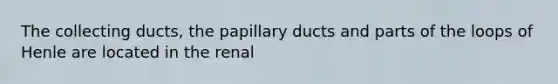 The collecting ducts, the papillary ducts and parts of the loops of Henle are located in the renal