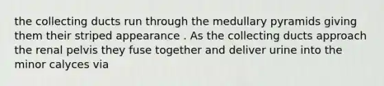 the collecting ducts run through the medullary pyramids giving them their striped appearance . As the collecting ducts approach the renal pelvis they fuse together and deliver urine into the minor calyces via