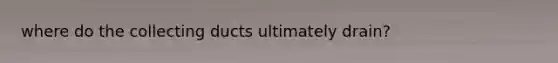 where do the collecting ducts ultimately drain?