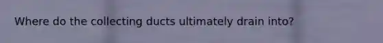 Where do the collecting ducts ultimately drain into?