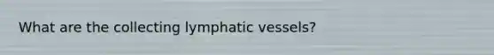 What are the collecting lymphatic vessels?