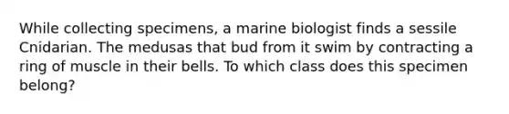 While collecting specimens, a marine biologist finds a sessile Cnidarian. The medusas that bud from it swim by contracting a ring of muscle in their bells. To which class does this specimen belong?