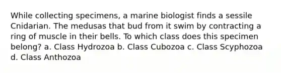 While collecting specimens, a marine biologist finds a sessile Cnidarian. The medusas that bud from it swim by contracting a ring of muscle in their bells. To which class does this specimen belong? a. Class Hydrozoa b. Class Cubozoa c. Class Scyphozoa d. Class Anthozoa