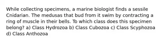 While collecting specimens, a marine biologist finds a sessile Cnidarian. The medusas that bud from it swim by contracting a ring of muscle in their bells. To which class does this specimen belong? a) Class Hydrozoa b) Class Cubozoa c) Class Scyphozoa d) Class Anthozoa