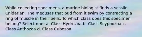 While collecting specimens, a marine biologist finds a sessile Cnidarian. The medusas that bud from it swim by contracting a ring of muscle in their bells. To which class does this specimen belong? Select one: a. Class Hydrozoa b. Class Scyphozoa c. Class Anthozoa d. Class Cubozoa