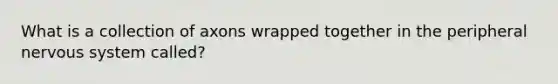 What is a collection of axons wrapped together in the peripheral nervous system called?