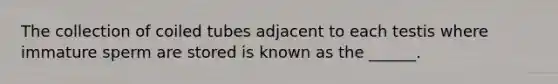 The collection of coiled tubes adjacent to each testis where immature sperm are stored is known as the ______.