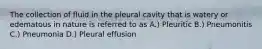 The collection of fluid in the pleural cavity that is watery or edematous in nature is referred to as A.) Pleuritic B.) Pneumonitis C.) Pneumonia D.) Pleural effusion