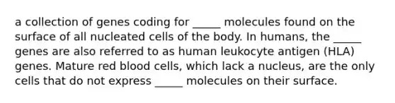 a collection of genes coding for _____ molecules found on the surface of all nucleated cells of the body. In humans, the _____ genes are also referred to as human leukocyte antigen (HLA) genes. Mature red blood cells, which lack a nucleus, are the only cells that do not express _____ molecules on their surface.