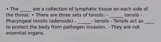 • The _____ are a collection of lymphatic tissue on each side of the throat. • There are three sets of tonsils: - ______ tonsils - Pharyngeal tonsils (adenoids) - ______- tonsils - Tonsils act as ____ to protect the body from pathogen invasion. - They are not essential organs.