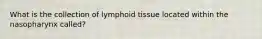 What is the collection of lymphoid tissue located within the nasopharynx called?