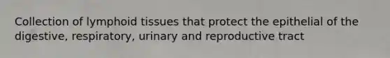 Collection of lymphoid tissues that protect the epithelial of the digestive, respiratory, urinary and reproductive tract