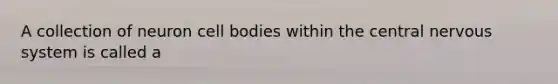 A collection of neuron cell bodies within the central <a href='https://www.questionai.com/knowledge/kThdVqrsqy-nervous-system' class='anchor-knowledge'>nervous system</a> is called a