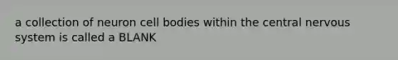 a collection of neuron cell bodies within the central nervous system is called a BLANK