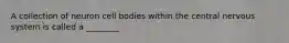 A collection of neuron cell bodies within the central nervous system is called a ________