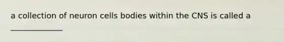 a collection of neuron cells bodies within the CNS is called a _____________