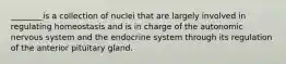 ________is a collection of nuclei that are largely involved in regulating homeostasis and is in charge of the autonomic nervous system and the endocrine system through its regulation of the anterior pituitary gland.