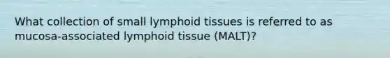 What collection of small lymphoid tissues is referred to as mucosa-associated lymphoid tissue (MALT)?