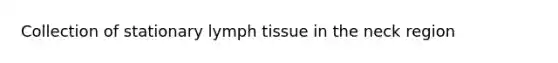 Collection of stationary lymph tissue in the neck region