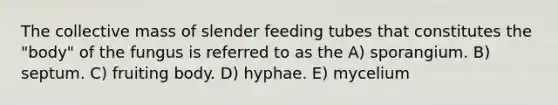 The collective mass of slender feeding tubes that constitutes the "body" of the fungus is referred to as the A) sporangium. B) septum. C) fruiting body. D) hyphae. E) mycelium