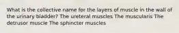 What is the collective name for the layers of muscle in the wall of the urinary bladder? The ureteral muscles The muscularis The detrusor muscle The sphincter muscles