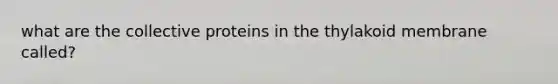 what are the collective proteins in the thylakoid membrane called?
