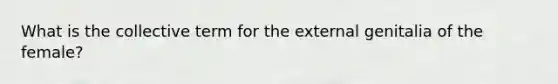 What is the collective term for the external genitalia of the female?