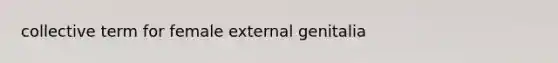 collective term for female external genitalia