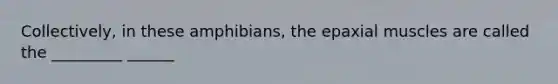 Collectively, in these amphibians, the epaxial muscles are called the _________ ______
