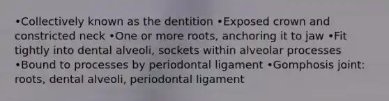 •Collectively known as the dentition •Exposed crown and constricted neck •One or more roots, anchoring it to jaw •Fit tightly into dental alveoli, sockets within alveolar processes •Bound to processes by periodontal ligament •Gomphosis joint: roots, dental alveoli, periodontal ligament