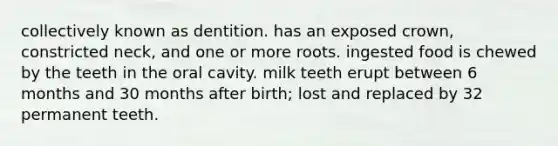 collectively known as dentition. has an exposed crown, constricted neck, and one or more roots. ingested food is chewed by the teeth in the oral cavity. milk teeth erupt between 6 months and 30 months after birth; lost and replaced by 32 permanent teeth.