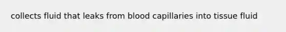 collects fluid that leaks from blood capillaries into tissue fluid