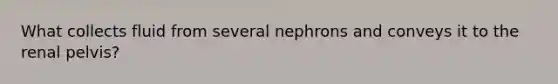 What collects fluid from several nephrons and conveys it to the renal pelvis?