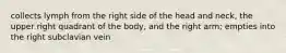 collects lymph from the right side of the head and neck, the upper right quadrant of the body, and the right arm; empties into the right subclavian vein