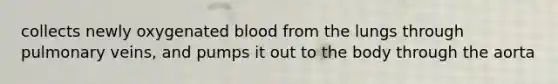 collects newly oxygenated blood from the lungs through pulmonary veins, and pumps it out to the body through the aorta