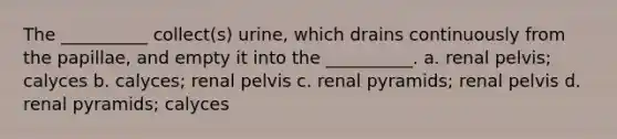 The __________ collect(s) urine, which drains continuously from the papillae, and empty it into the __________. a. renal pelvis; calyces b. calyces; renal pelvis c. renal pyramids; renal pelvis d. renal pyramids; calyces