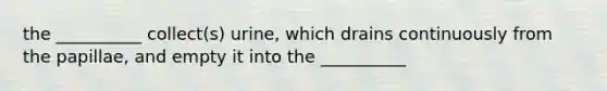 the __________ collect(s) urine, which drains continuously from the papillae, and empty it into the __________