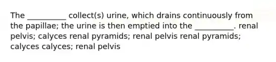 The __________ collect(s) urine, which drains continuously from the papillae; the urine is then emptied into the __________. renal pelvis; calyces renal pyramids; renal pelvis renal pyramids; calyces calyces; renal pelvis