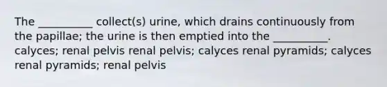 The __________ collect(s) urine, which drains continuously from the papillae; the urine is then emptied into the __________. calyces; renal pelvis renal pelvis; calyces renal pyramids; calyces renal pyramids; renal pelvis