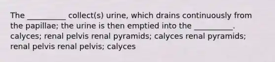 The __________ collect(s) urine, which drains continuously from the papillae; the urine is then emptied into the __________. calyces; renal pelvis renal pyramids; calyces renal pyramids; renal pelvis renal pelvis; calyces