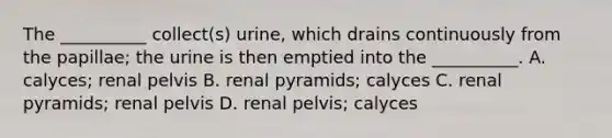 The __________ collect(s) urine, which drains continuously from the papillae; the urine is then emptied into the __________. A. calyces; renal pelvis B. renal pyramids; calyces C. renal pyramids; renal pelvis D. renal pelvis; calyces