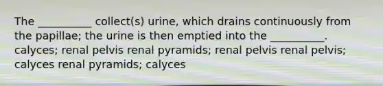 The __________ collect(s) urine, which drains continuously from the papillae; the urine is then emptied into the __________. calyces; renal pelvis renal pyramids; renal pelvis renal pelvis; calyces renal pyramids; calyces