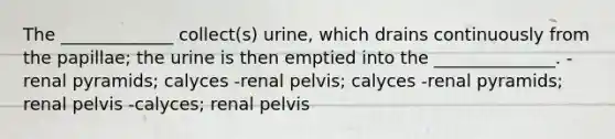 The _____________ collect(s) urine, which drains continuously from the papillae; the urine is then emptied into the ______________. -renal pyramids; calyces -renal pelvis; calyces -renal pyramids; renal pelvis -calyces; renal pelvis