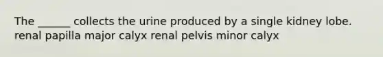 The ______ collects the urine produced by a single kidney lobe. renal papilla major calyx renal pelvis minor calyx