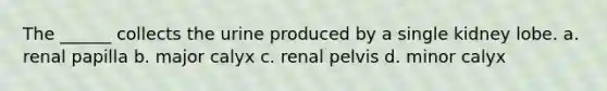 The ______ collects the urine produced by a single kidney lobe. a. renal papilla b. major calyx c. renal pelvis d. minor calyx