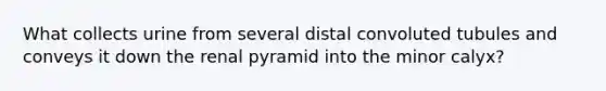 What collects urine from several distal convoluted tubules and conveys it down the renal pyramid into the minor calyx?