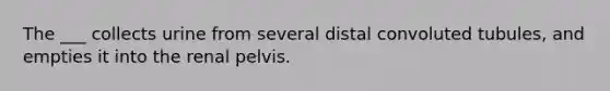 The ___ collects urine from several distal convoluted tubules, and empties it into the renal pelvis.