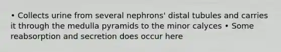 • Collects urine from several nephrons' distal tubules and carries it through the medulla pyramids to the minor calyces • Some reabsorption and secretion does occur here